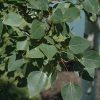 Prairie Gold Aspen Populus tremuloides #15 - Image 3